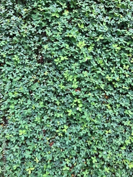 Obraz Foliage, leaf texture, green leaf carpet, leaves background, green leaf texture, foliage.
