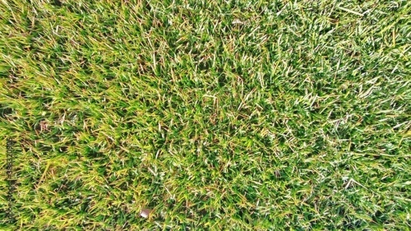 Obraz Foliage, leaf texture, green leaf carpet, leaves background, green leaf texture, foliage.