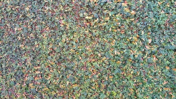 Obraz Foliage, leaf texture, green leaf carpet, leaves background, green leaf texture, foliage.