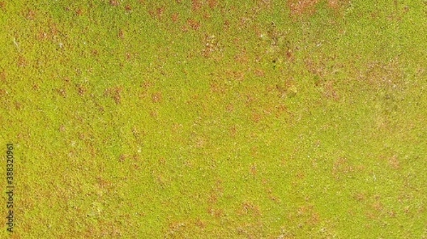 Obraz Foliage, leaf texture, green leaf carpet, leaves background, green leaf texture, foliage.