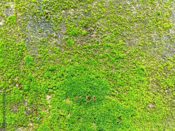 Obraz Foliage, leaf texture, green leaf carpet, leaves background, green leaf texture, foliage.