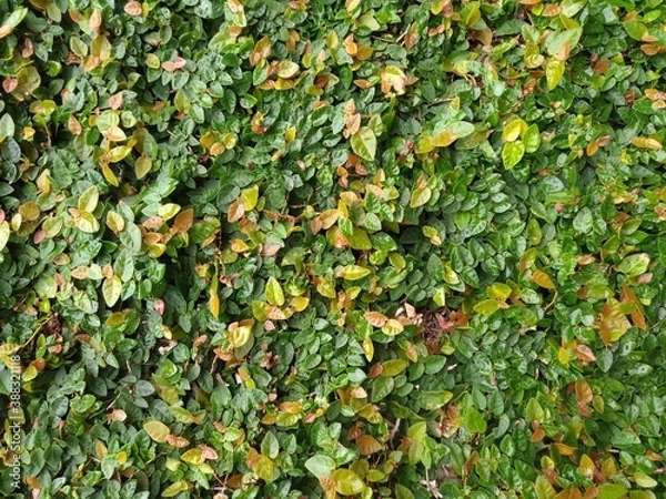 Obraz Foliage, leaf texture, green leaf carpet, leaves background, green leaf texture, foliage.