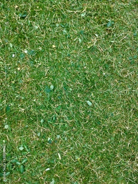 Obraz Foliage, leaf texture, green leaf carpet, leaves background, green leaf texture, foliage.