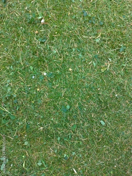 Obraz Foliage, leaf texture, green leaf carpet, leaves background, green leaf texture, foliage.