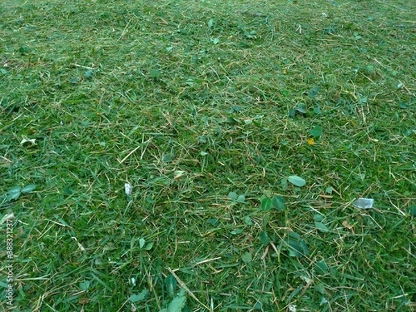 Obraz Foliage, leaf texture, green leaf carpet, leaves background, green leaf texture, foliage.