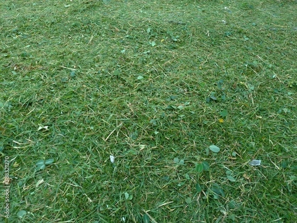 Obraz Foliage, leaf texture, green leaf carpet, leaves background, green leaf texture, foliage.