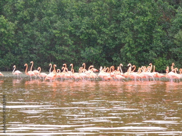 Fototapeta The mangroves and flamingo herds of Celestun in the Gulf of Mexico, Yucatan