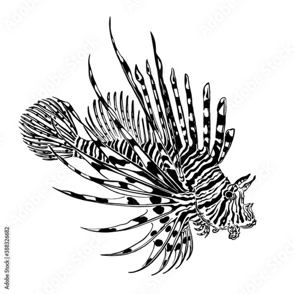 Fototapeta The red lionfish or pterois volitans drawn by black ink. Vector illustration