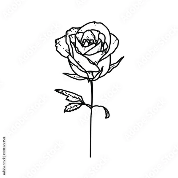 Fototapeta Flower Rose