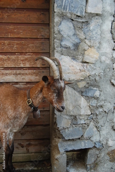 Obraz chèvre a la porte