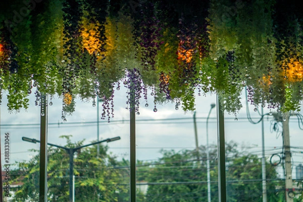 Fototapeta Brightly colored hanging leaves And there's a fire inside