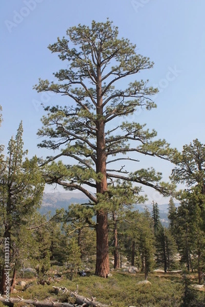 Obraz pine trees in the woods
