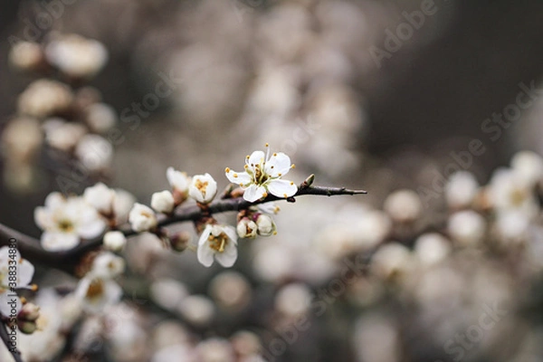 Fototapeta Schlehenblüte