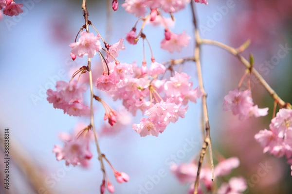 Fototapeta 嵐山のシダレザクラ