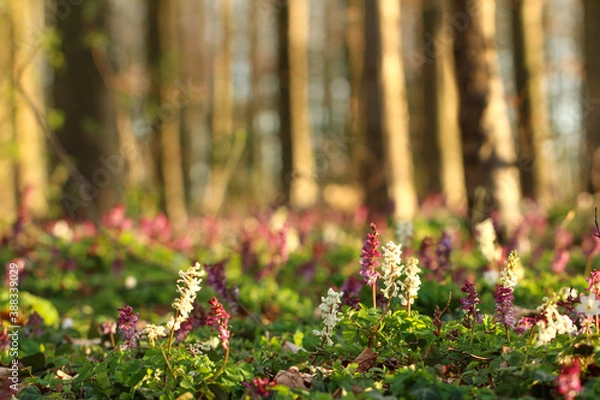 Fototapeta Skowronek ostrogi w bukowym lesie
