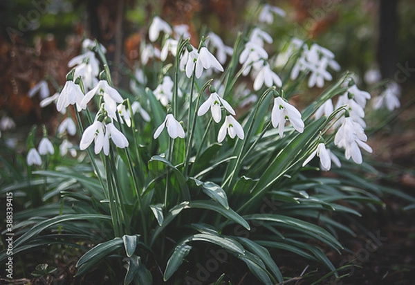 Obraz snowdrops in the forest