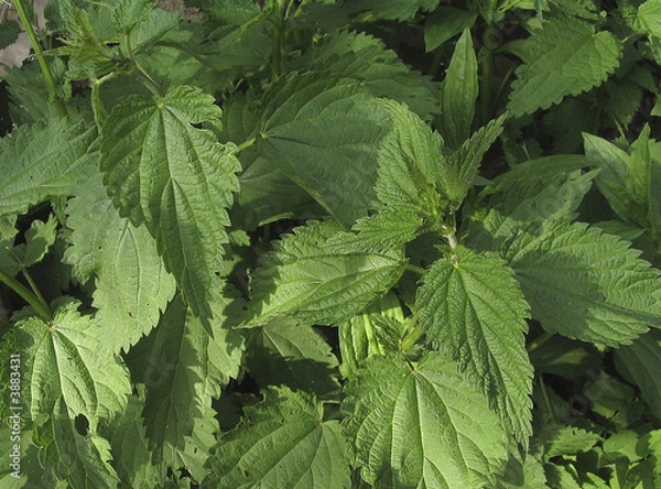 Fototapeta Texture and close up of green leaves of nettle