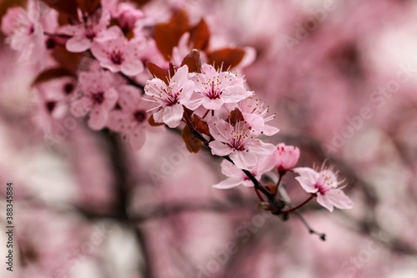Fototapeta Śliwka krwi