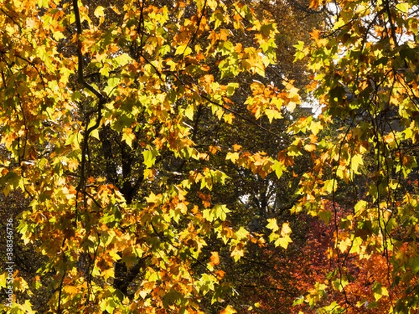 Obraz Feuillage d'automne