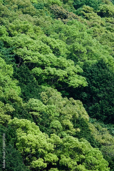 Fototapeta 新緑の木々