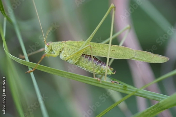 Obraz Heuschrecke Gottesanbeterin Grashüpfer