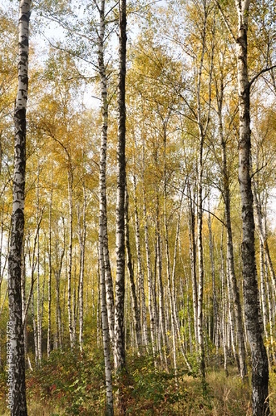 Obraz birch forest in autumn