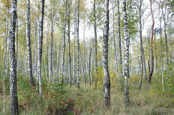 Obraz birch grove in the forest