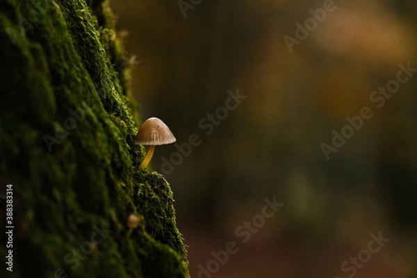 Obraz Tiny mushroom on the moss