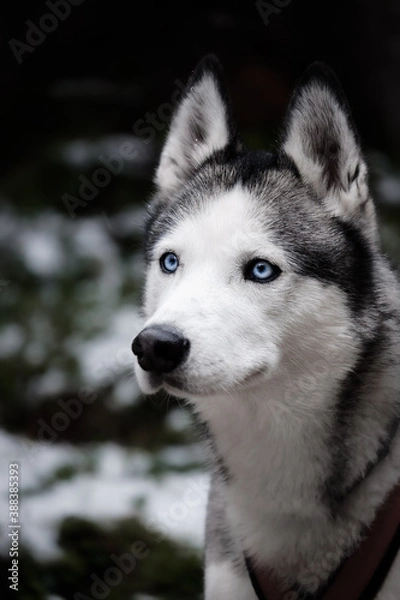 Obraz Yoshi the husky