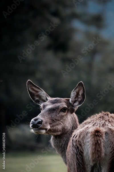 Obraz She see everything