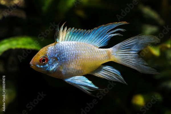 Obraz Cichlid fish with a blue shiny color.