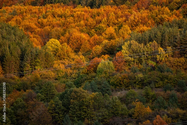 Fototapeta Autumn colorful forest side top view trees season rural scene bulgaria nature landscape telephoto zoom minimal texture orange green warm sunny sunset