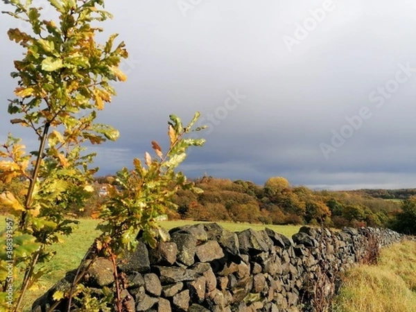 Fototapeta old stone wall and tree