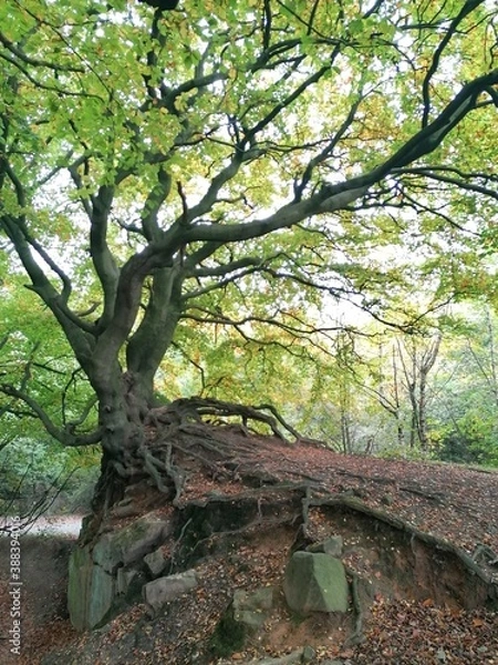 Fototapeta tree in the park