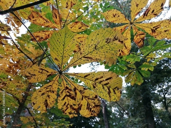 Fototapeta autumn leaves on a tree