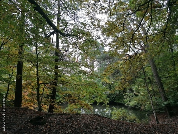 Fototapeta trees in the forest