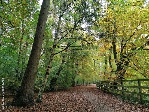 Fototapeta path in the forest
