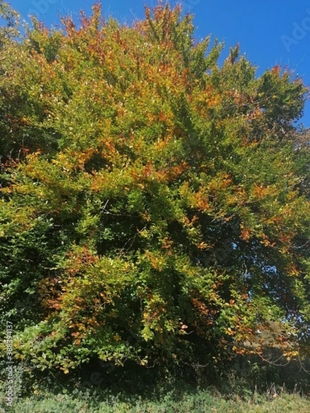 Obraz autumn in the forest