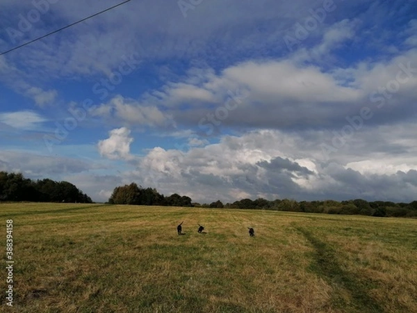Obraz three dogs in a field