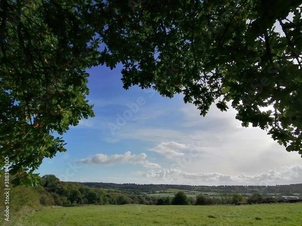 Fototapeta tree in the field