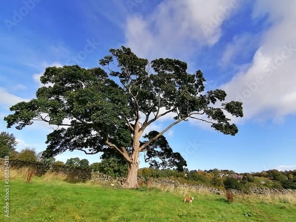 Fototapeta landscape with tree and sky