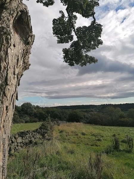 Fototapeta trees on a hill