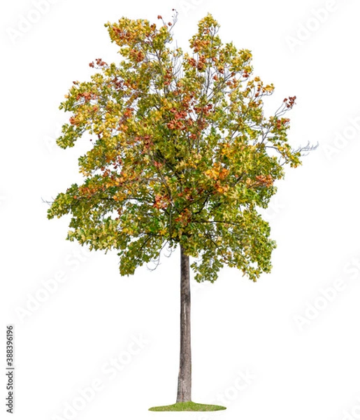 Obraz Autumn trees isolated on white background.