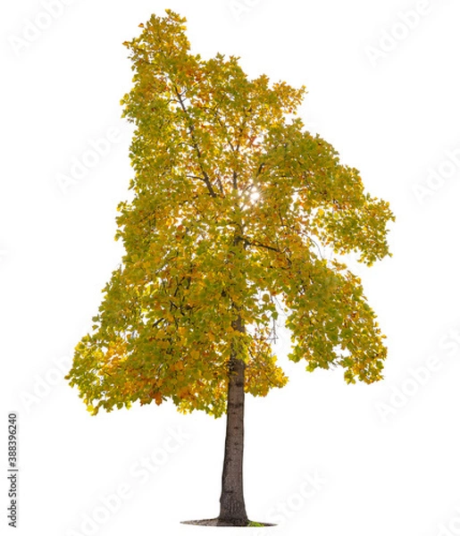 Obraz Autumn trees isolated on white background.