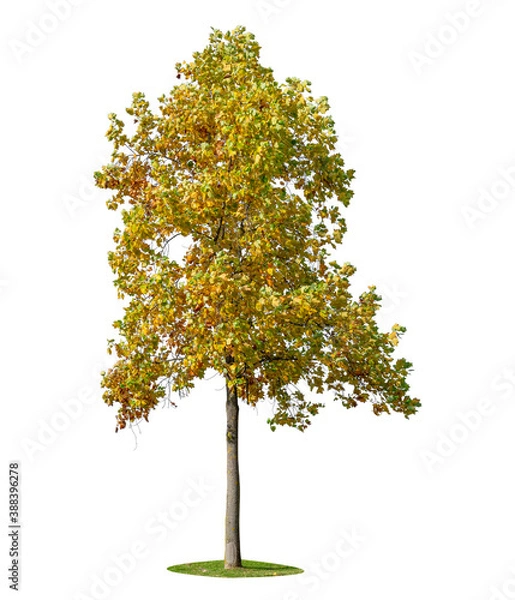Obraz Autumn trees isolated on white background.