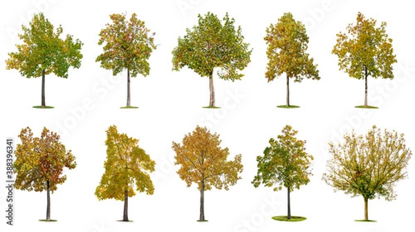 Obraz Autumn trees isolated on white background.