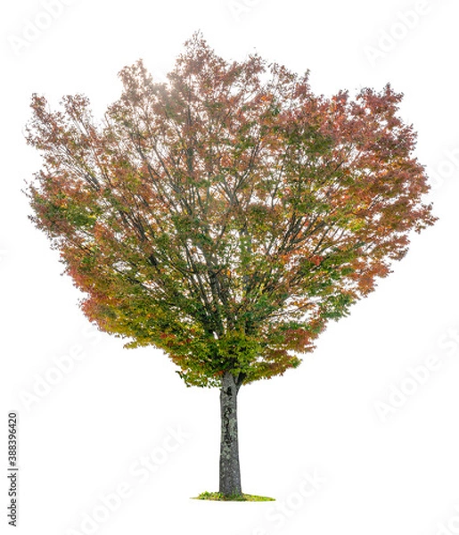 Obraz Autumn trees isolated on white background.