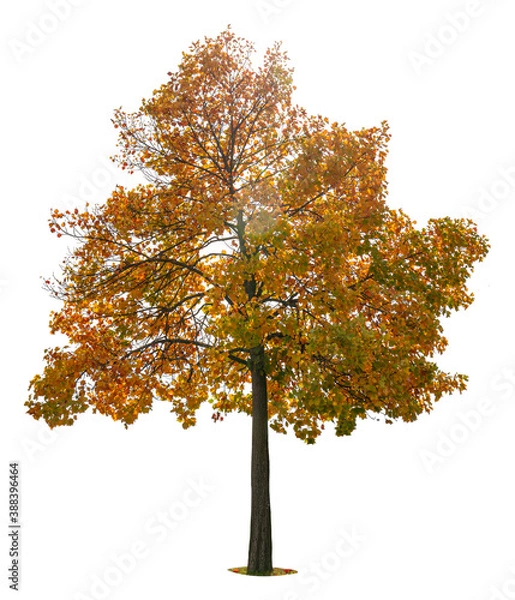 Obraz Autumn trees isolated on white background.