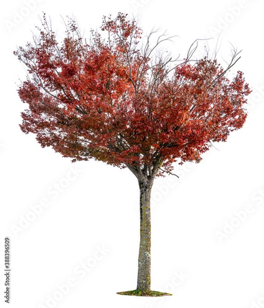 Obraz Autumn trees isolated on white background.