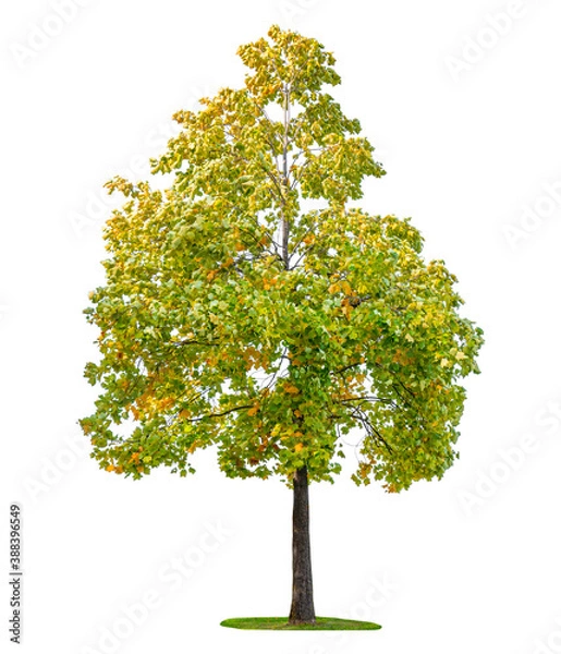 Obraz Autumn trees isolated on white background.